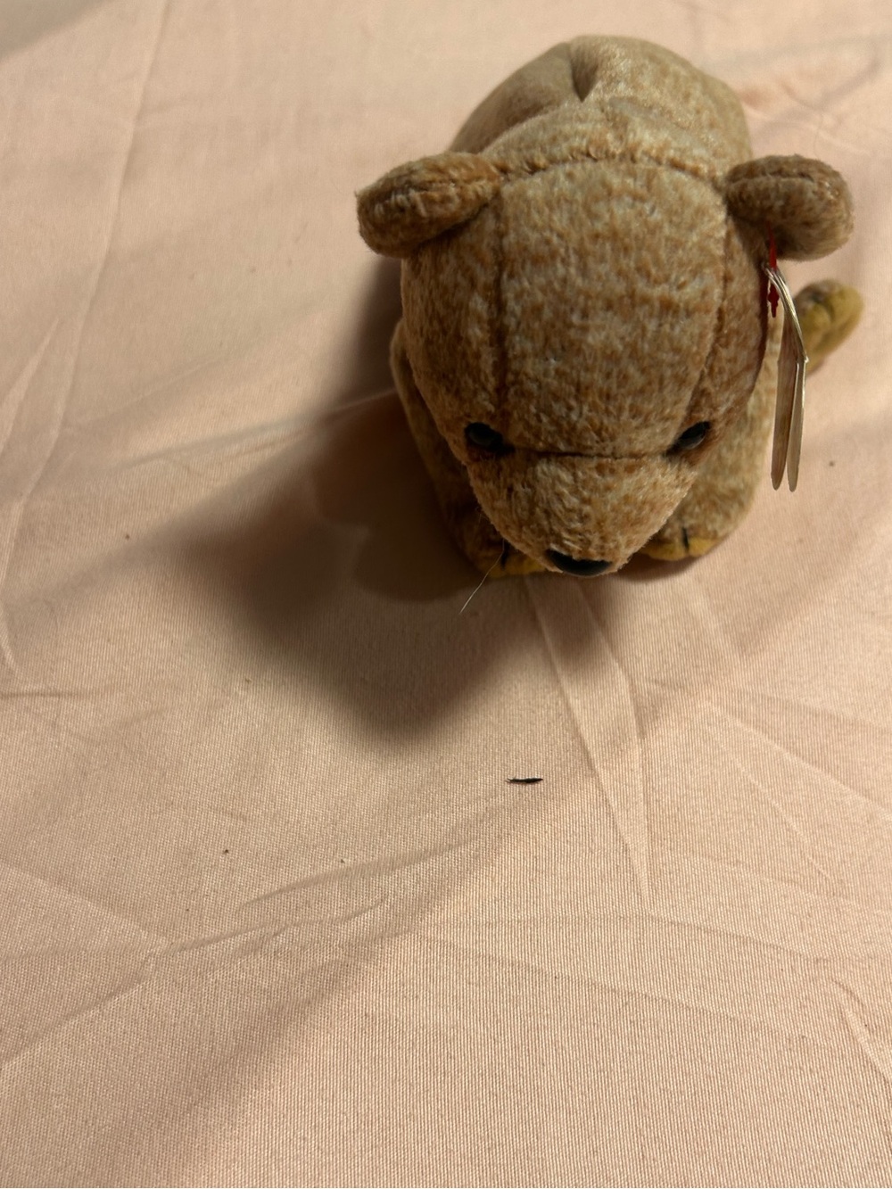 1999 TY Pecan the bear